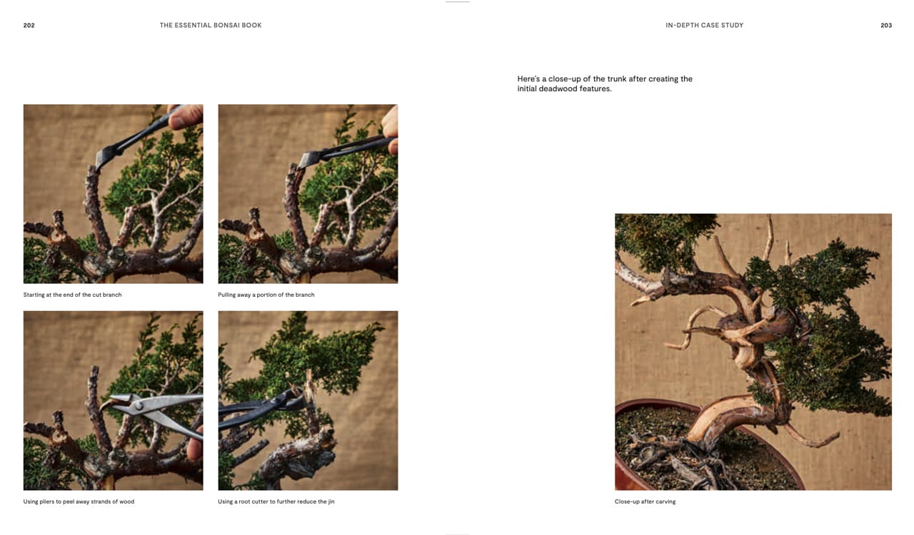 The Essential Bonsai Book