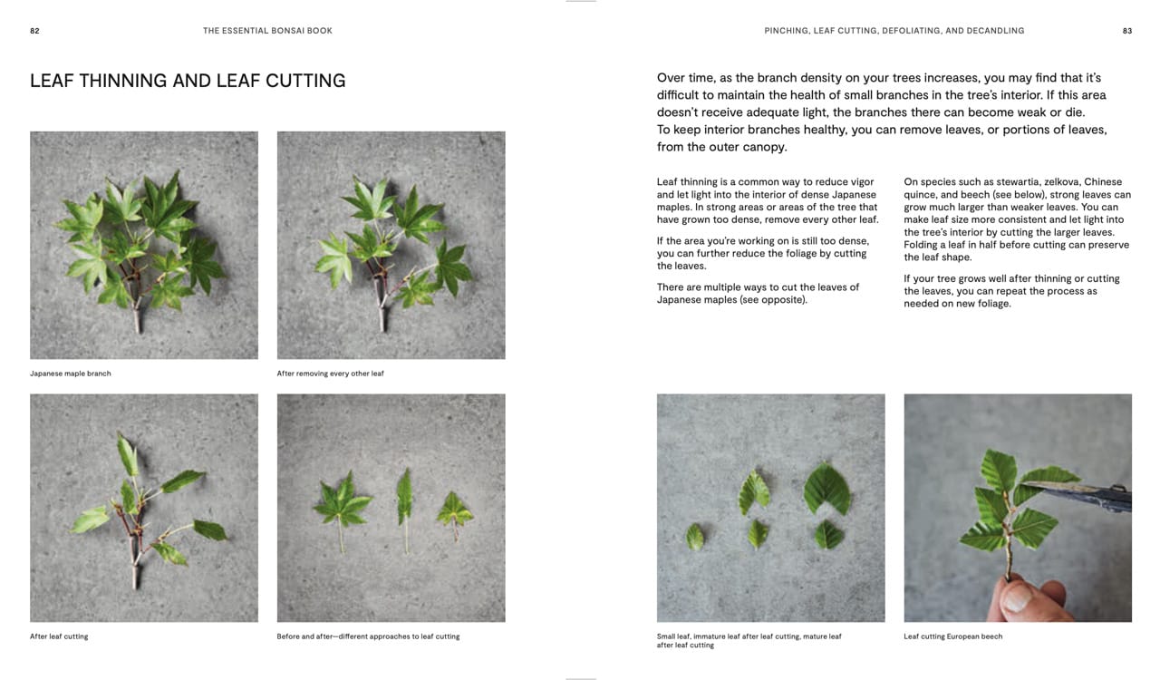 The Essential Bonsai Book