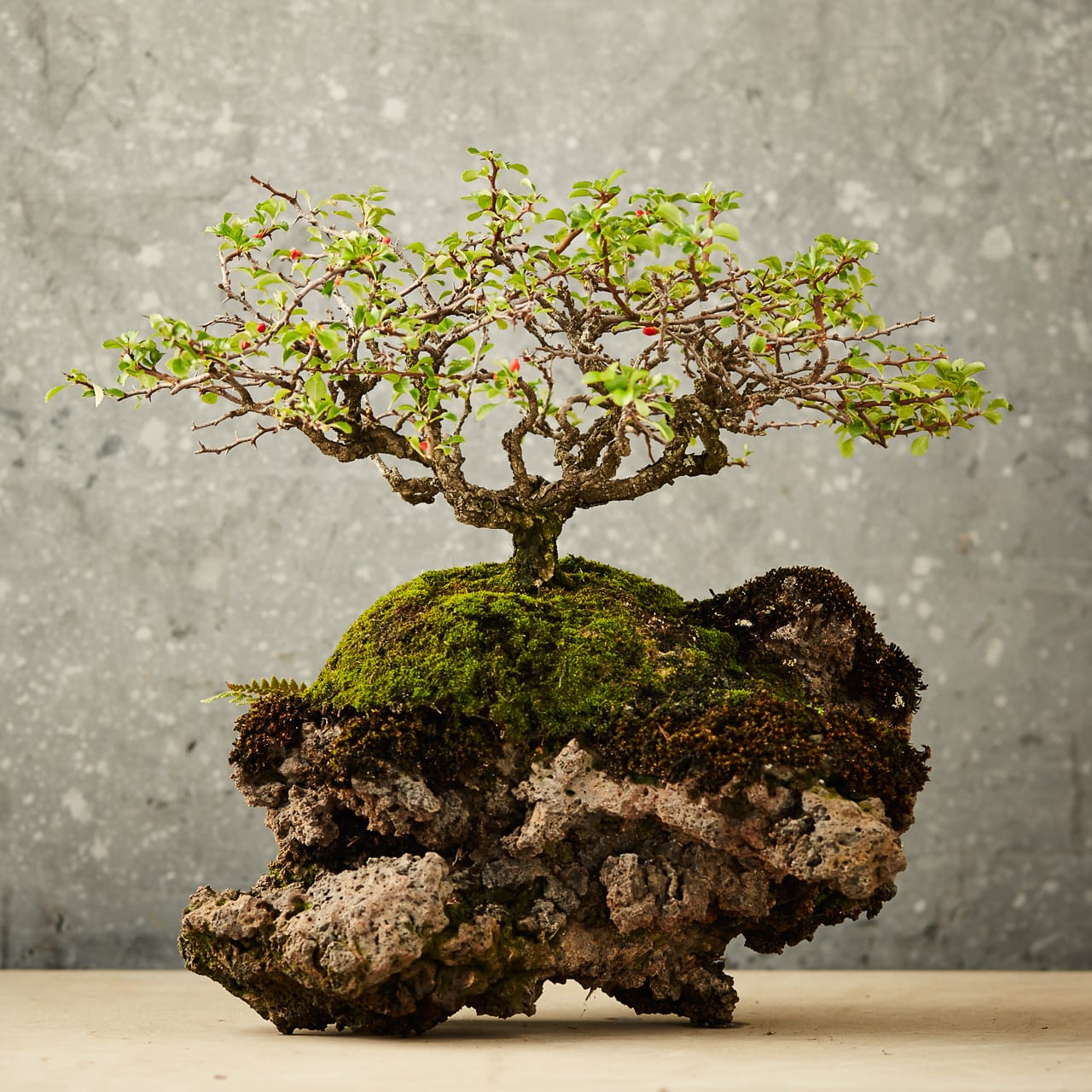 The Little Book of Bonsai