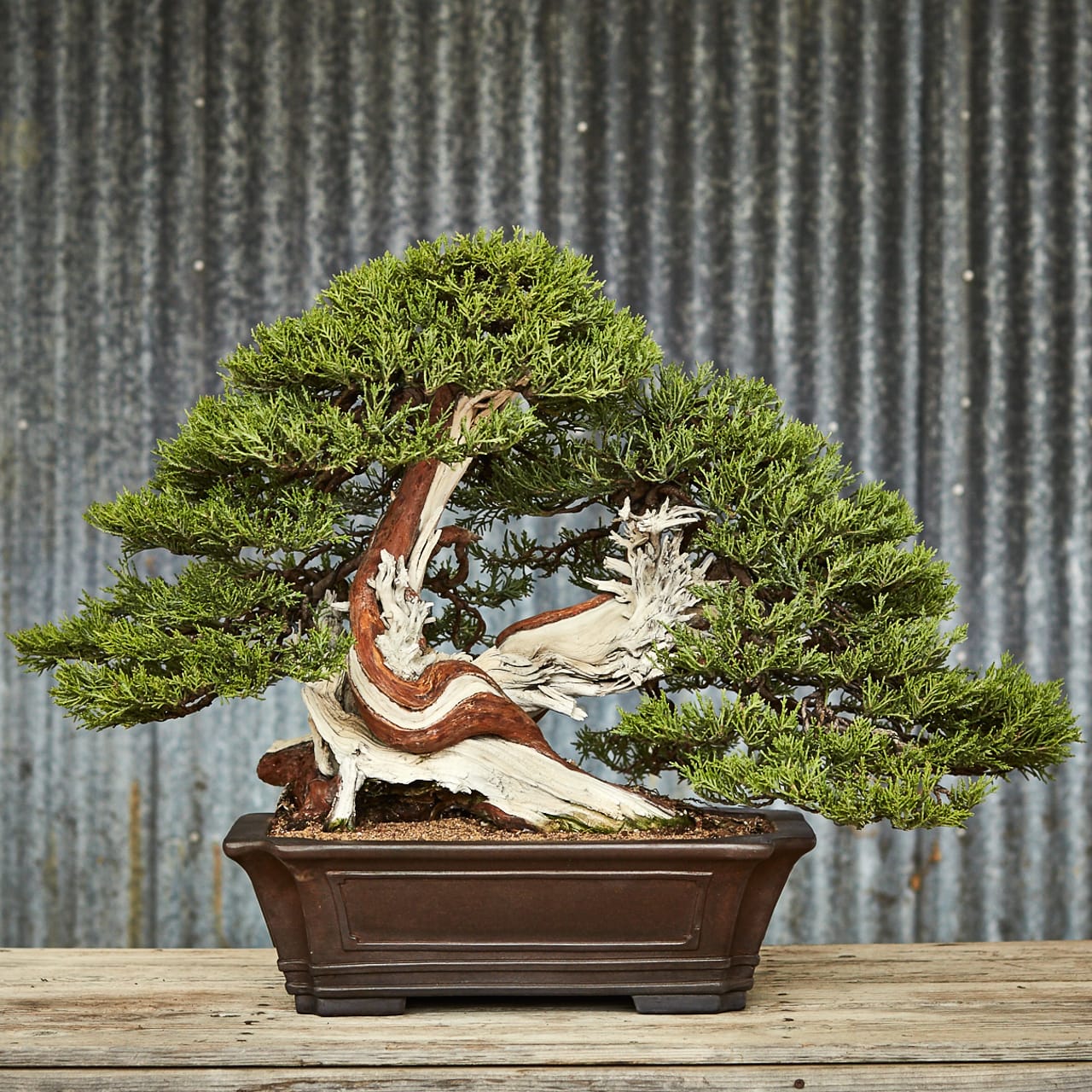 The Little Book of Bonsai