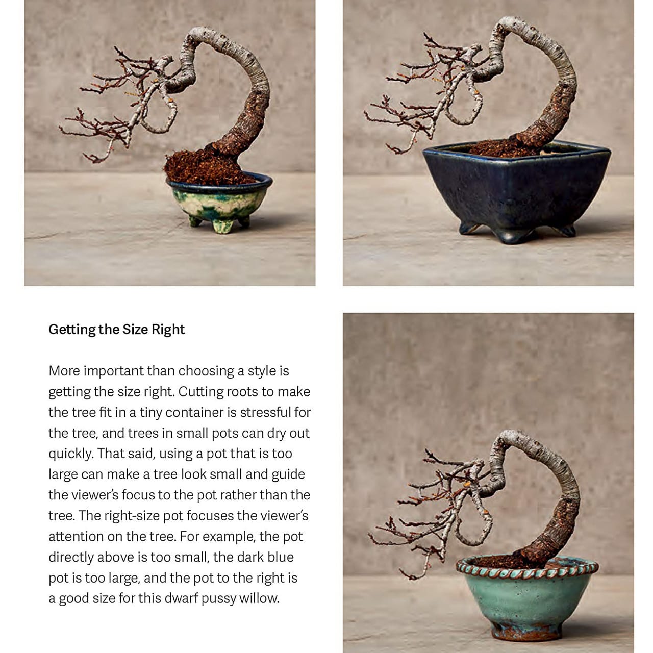 The Little Book of Bonsai