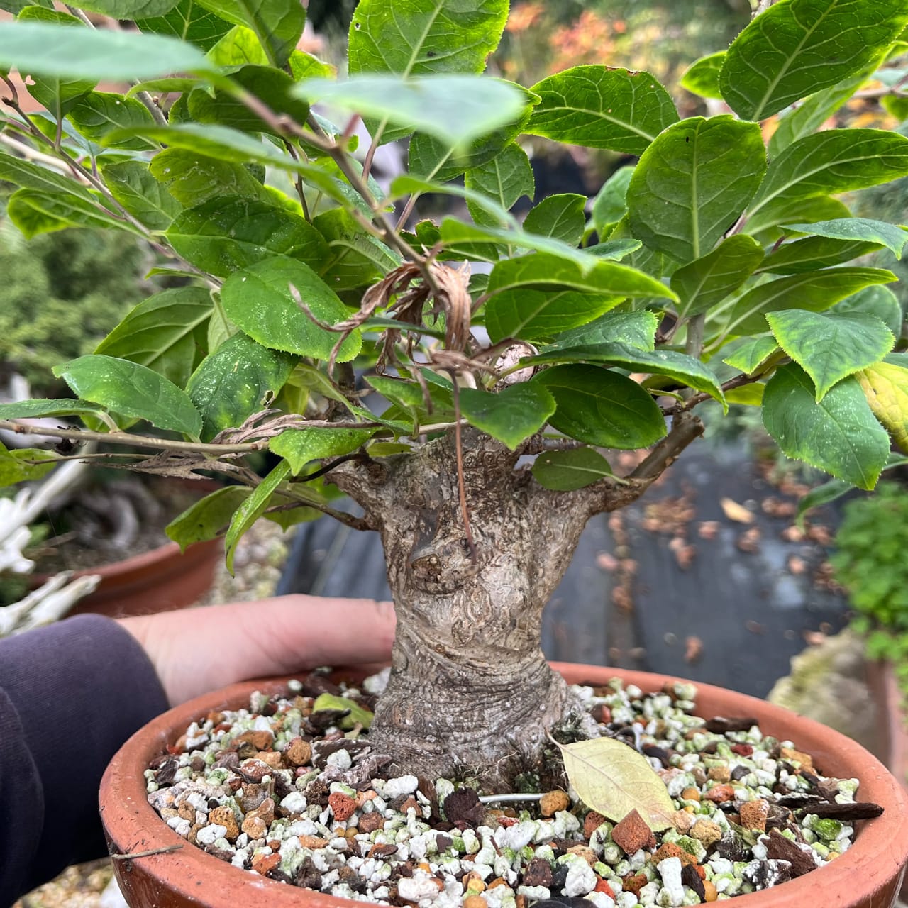 Winter Shohin School