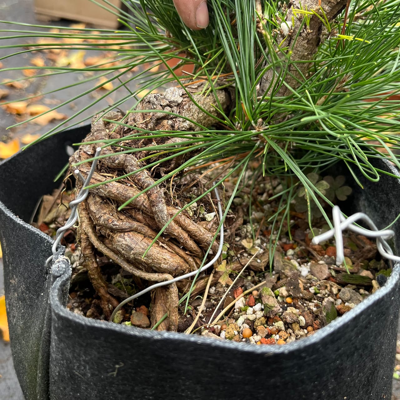 Winter Shohin School