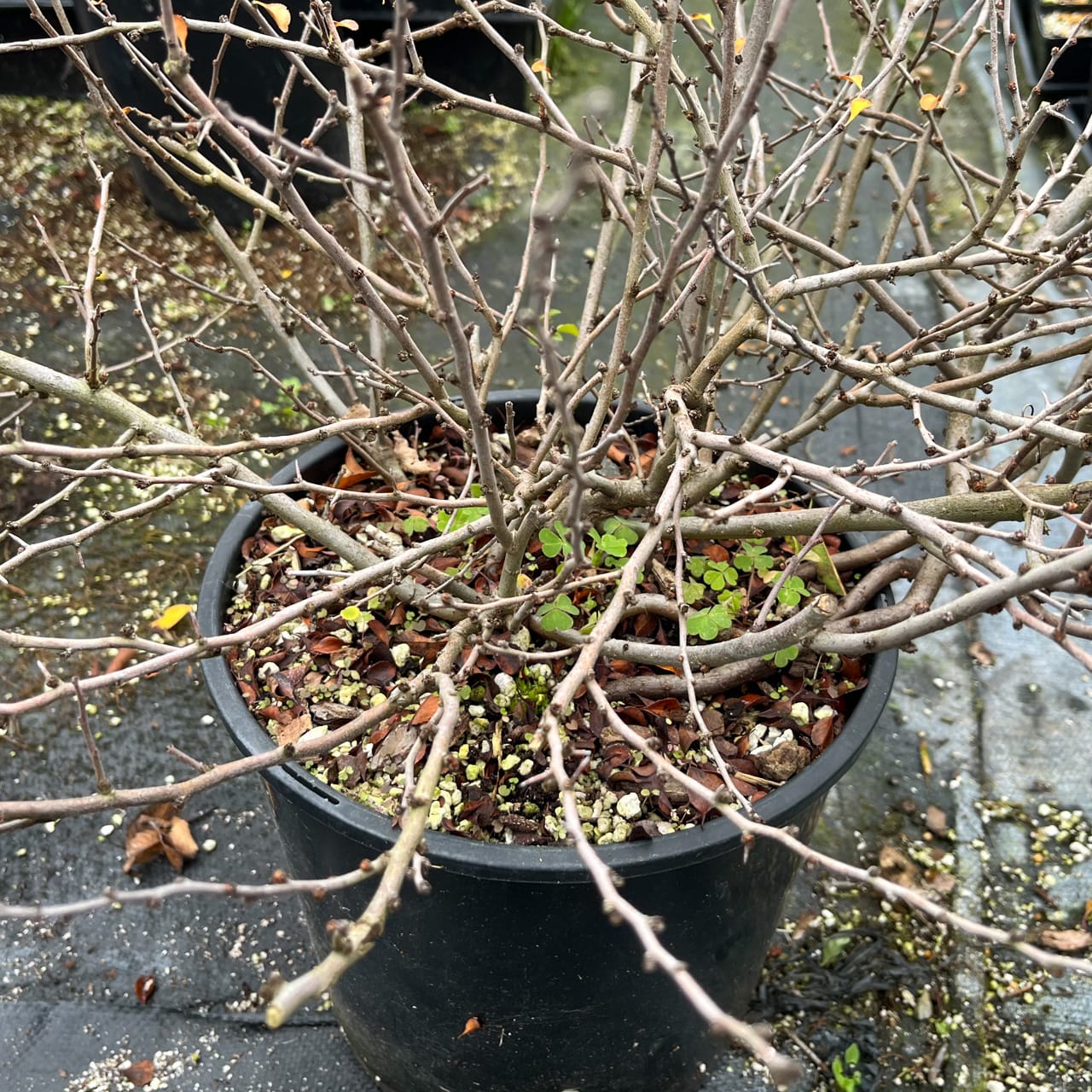 Winter Shohin School