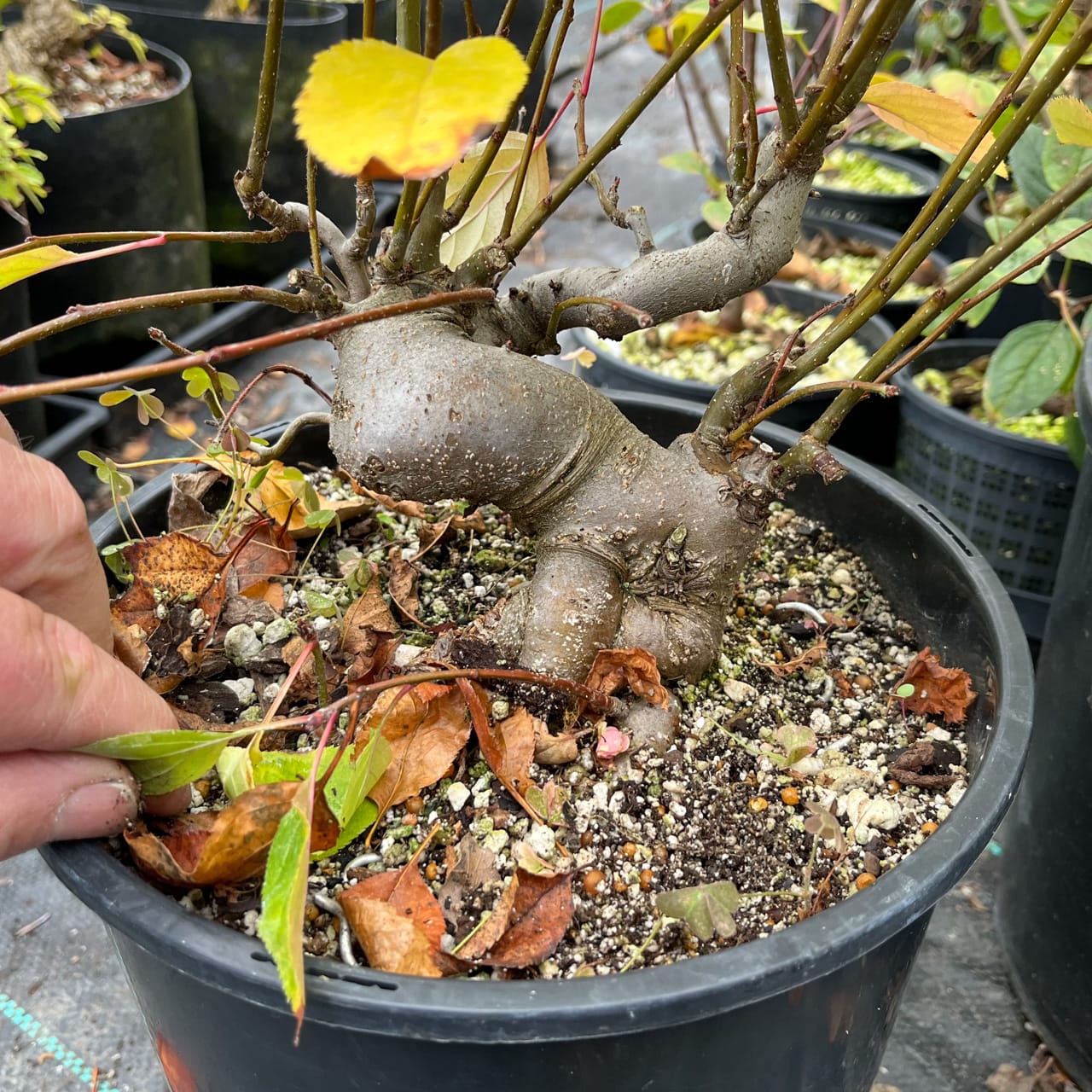 Winter Shohin School