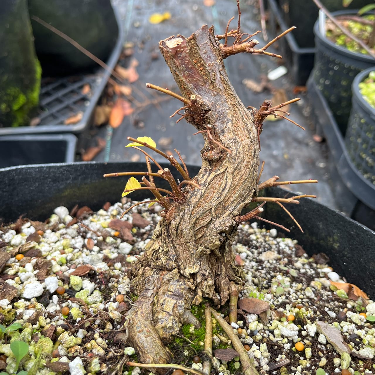 Winter Shohin School