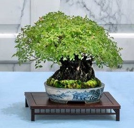 Winter Shohin School