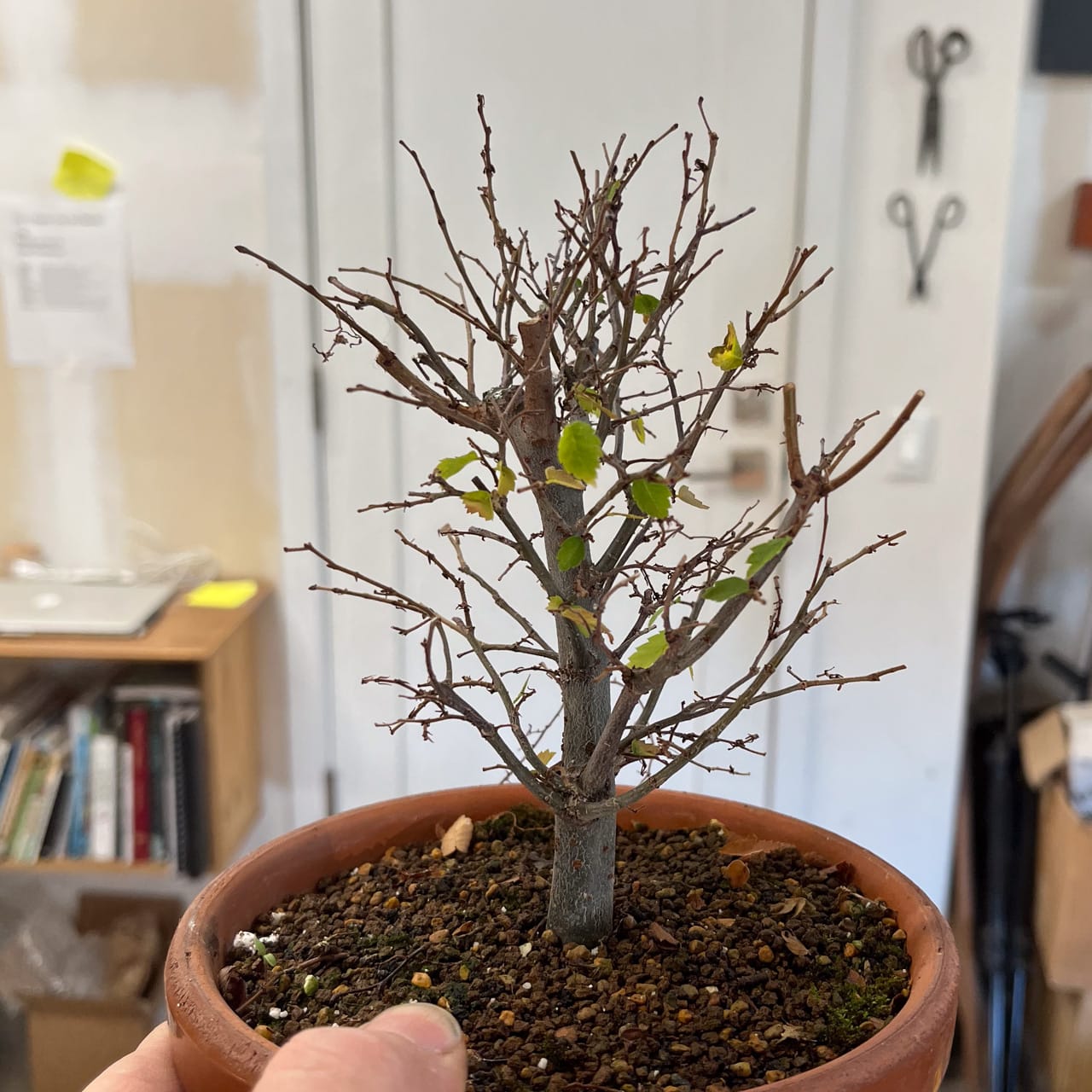 Winter Shohin School