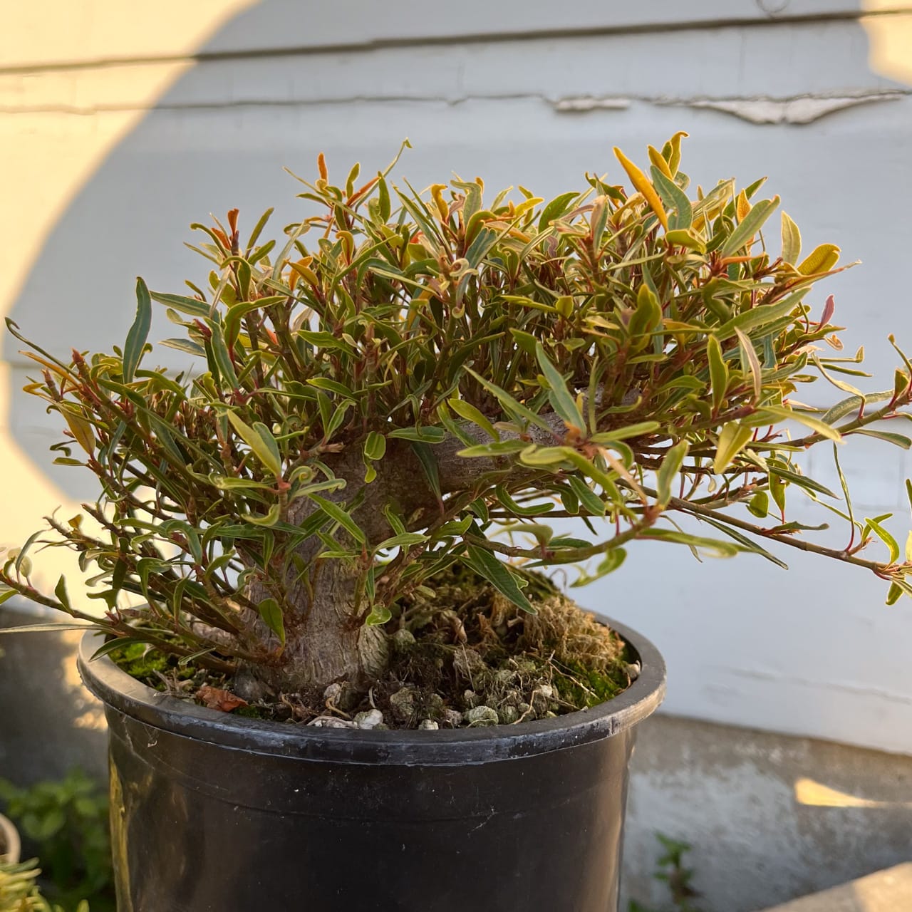 Winter Shohin School