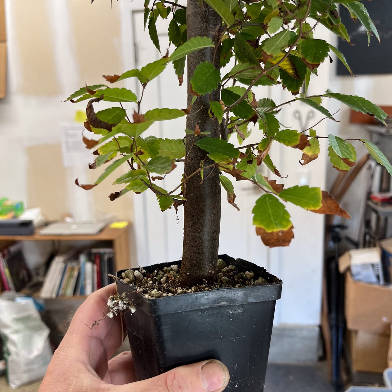 Winter Shohin School