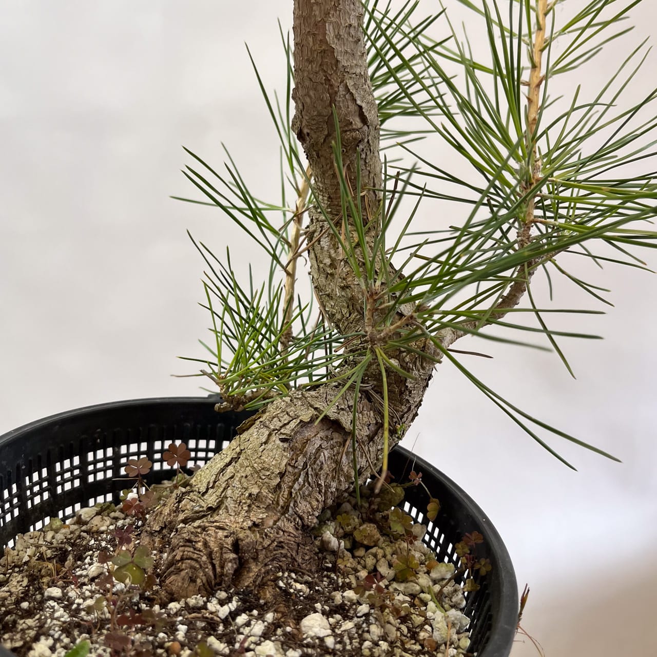 Winter Shohin School