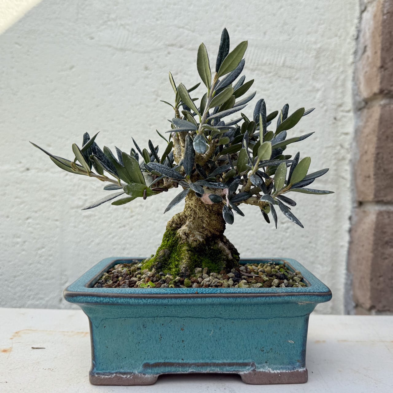 Winter Shohin School