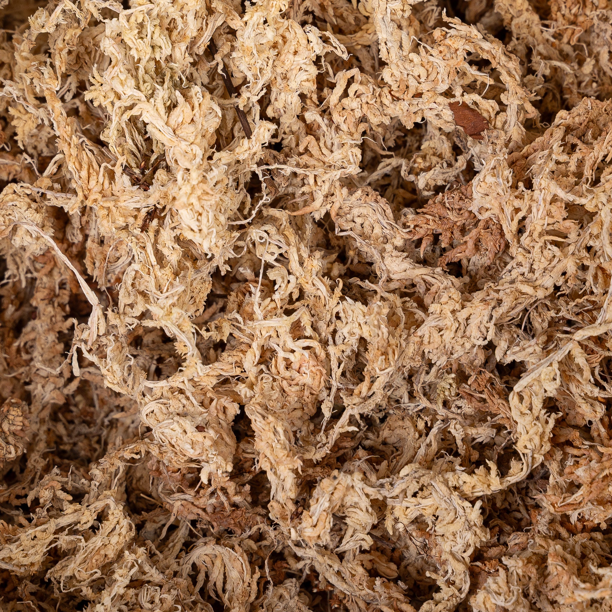 White Sphagnum Moss (Premier AAA) - 12L