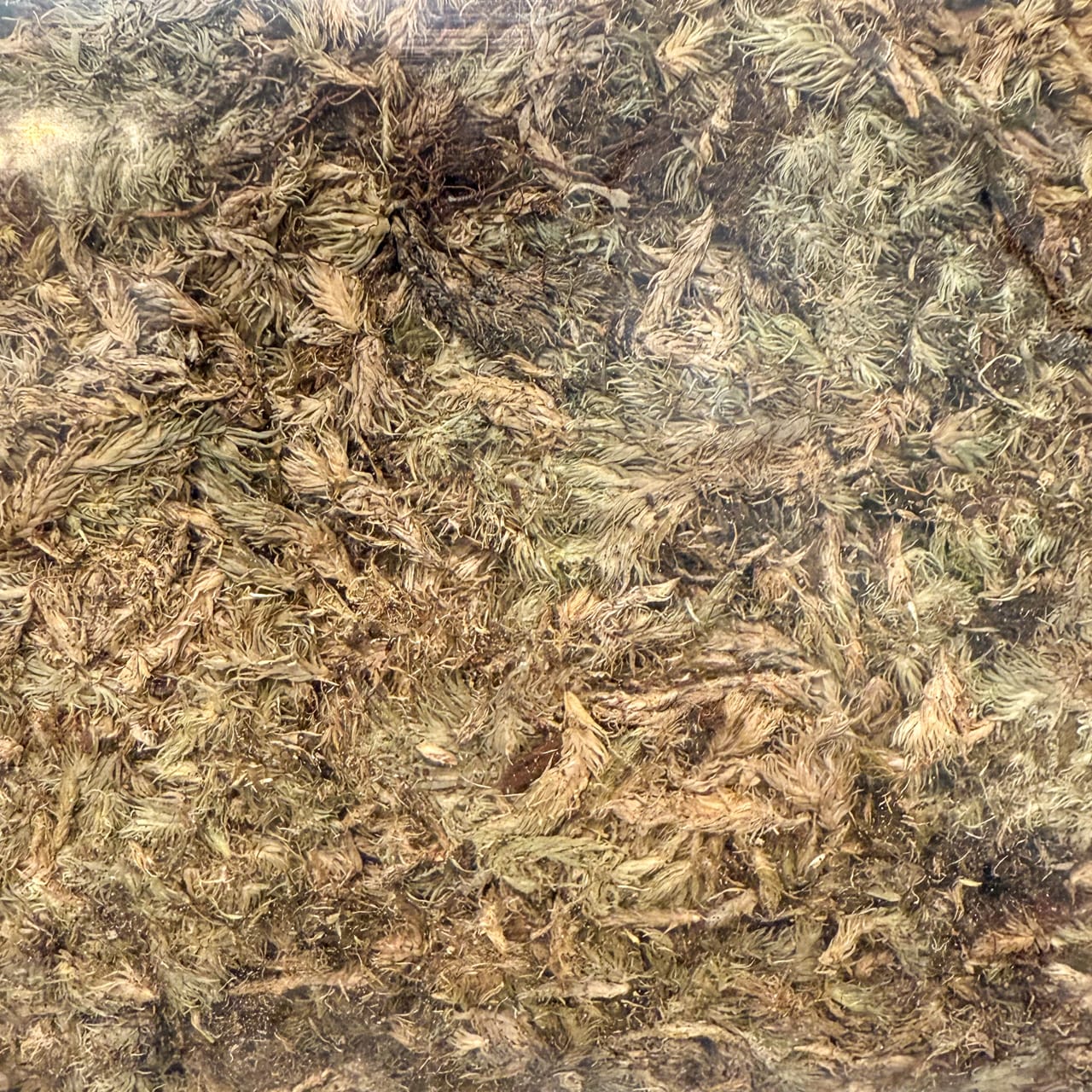 Mountain Moss (Yamagoke)