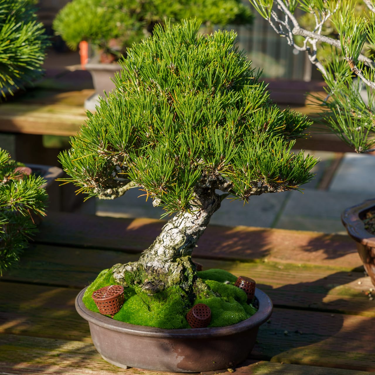 Bonsai Development Intensive (Deposit)