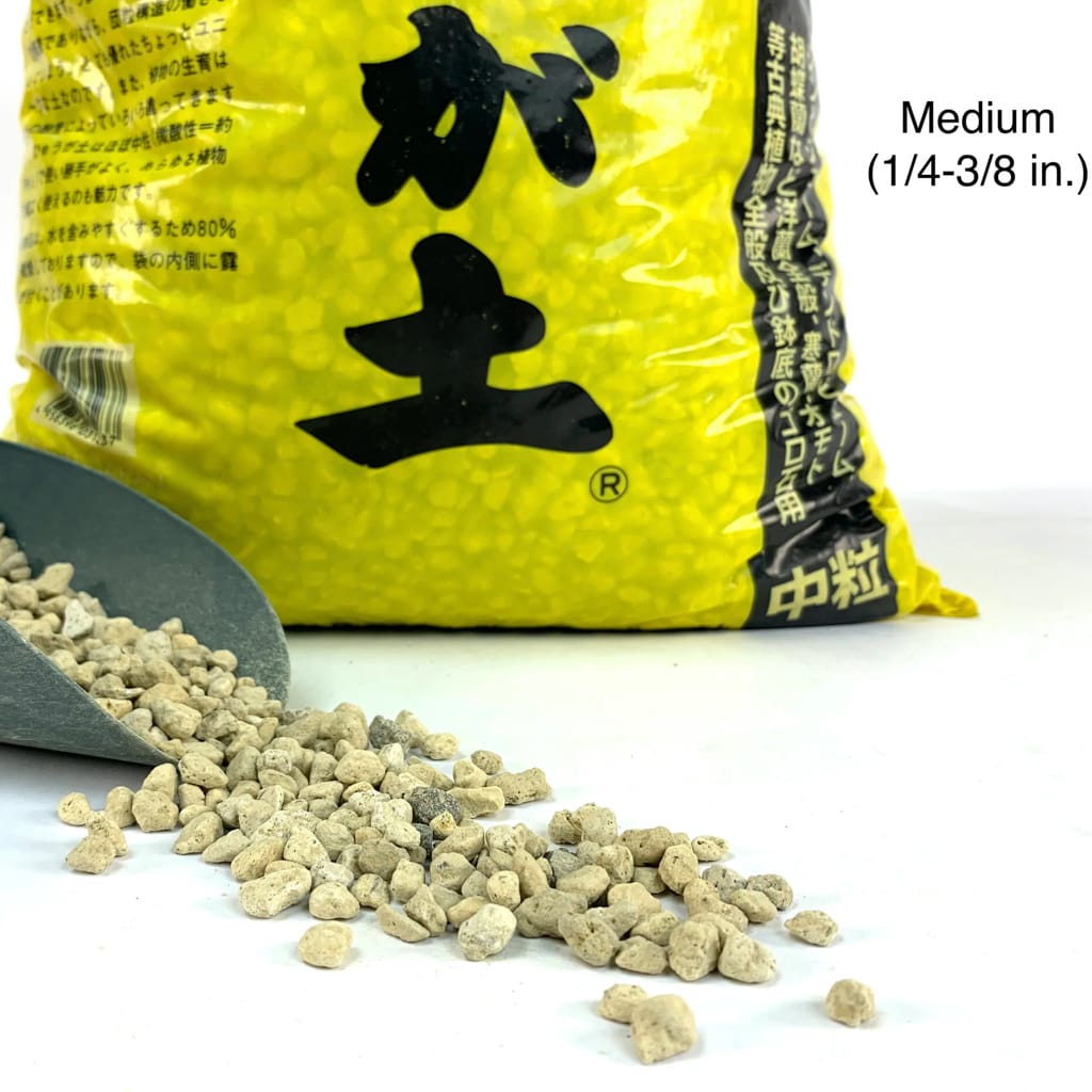 Hyuga (pumice) – Bonsai Tonight Store