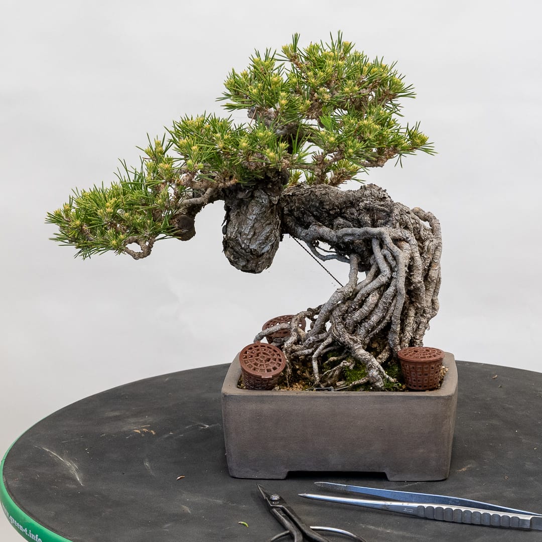 Workshop - Bring Your Own Tree